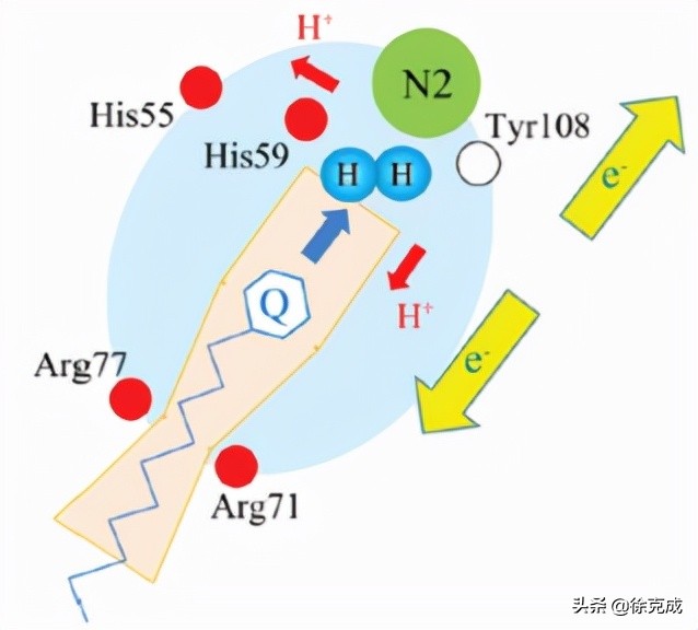 氢气在健康中用途,氢气线粒体