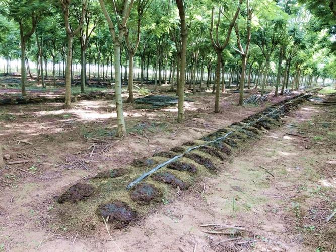 禽畜粪便环保处理,畜禽粪便处理循环利用利弊