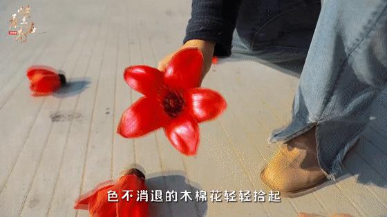 在海南踏青打卡,海南木棉红风景