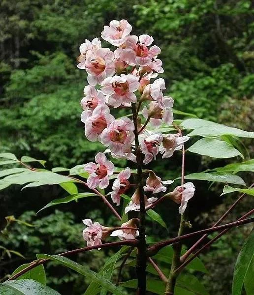 春天十种最美的花名字,花名带冬的有什么花