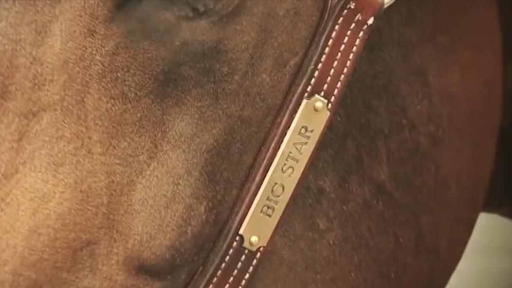 盘点十种神奇动物的价格,盘点五种有巨毒的生物