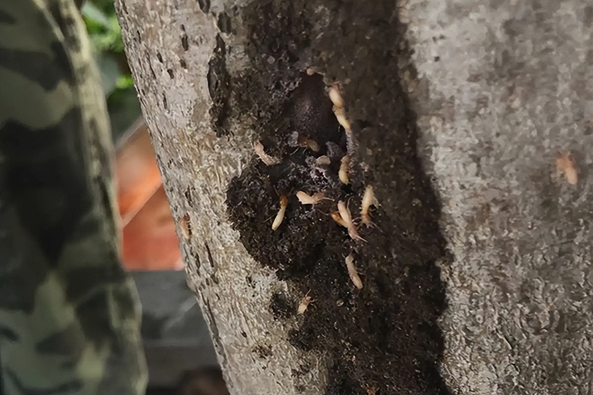 白蚁的危害如何处理,白蚁防治家里怎么会有白蚁呢