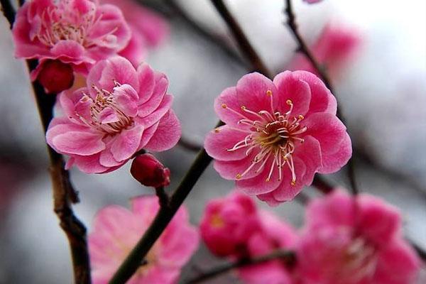 梅花香自苦寒来完整版,梅花香自苦寒来