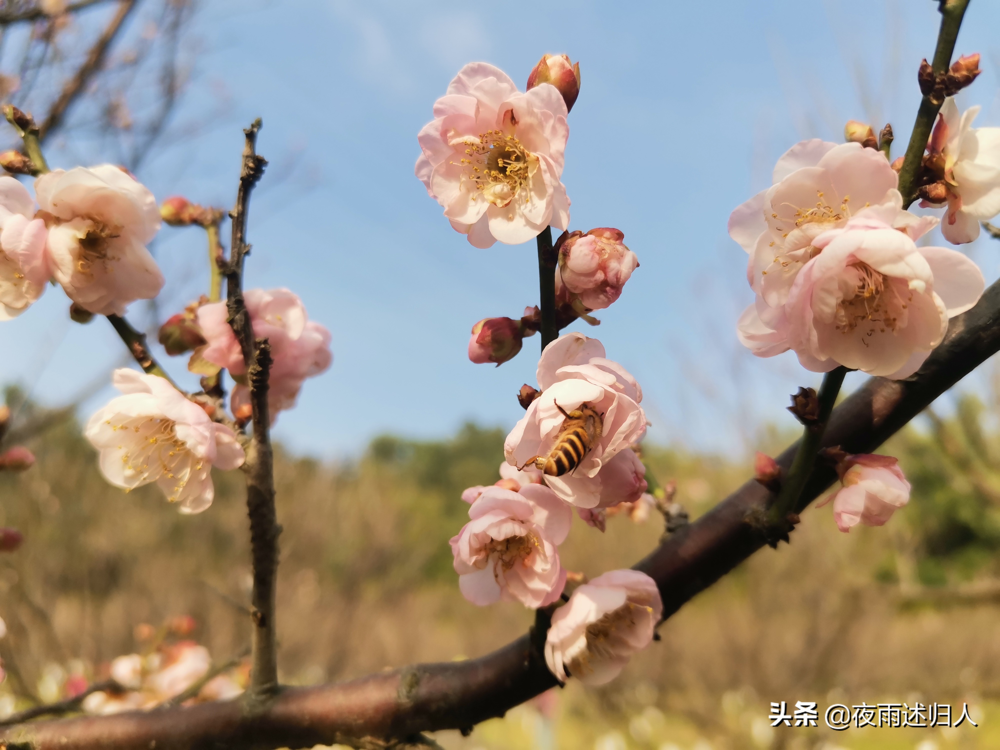 城南小陌花已开只见梅花不见人,城南小陌又逢春只见梅花的意思