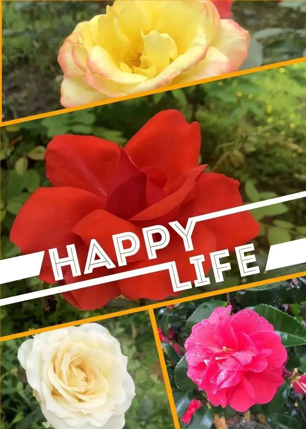 【上饶天下SHOW之广信区】中华蜜蜂谷:藏在五府山竹海密林中的蜜蜂“乐园”