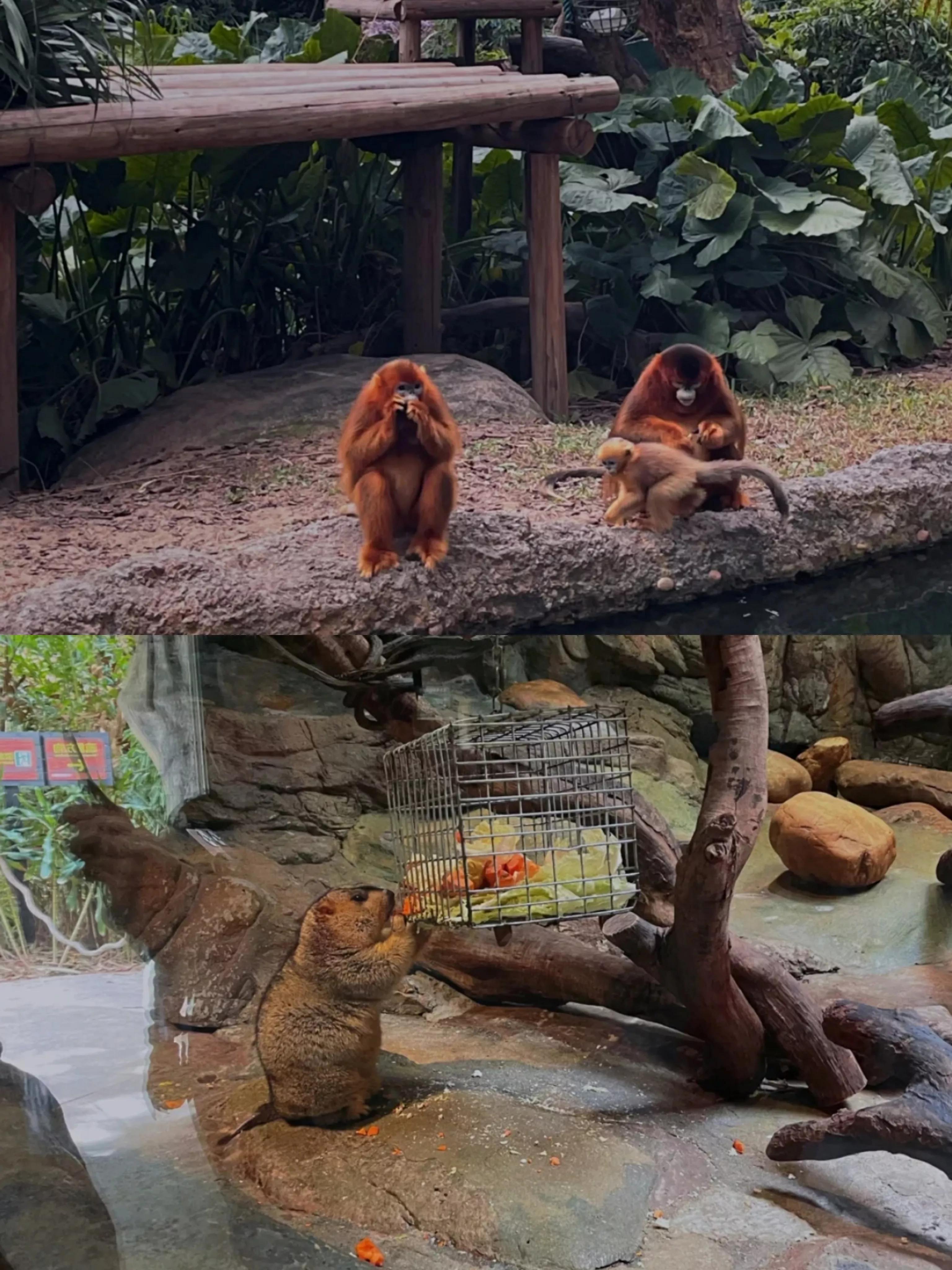 研学亲子游广州长隆野生动物园,长隆动物园攻略亲子游开车