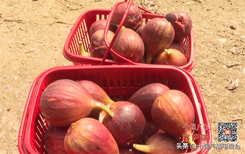 十堰郧阳翻山堰无花果采摘,翻山堰村无花果