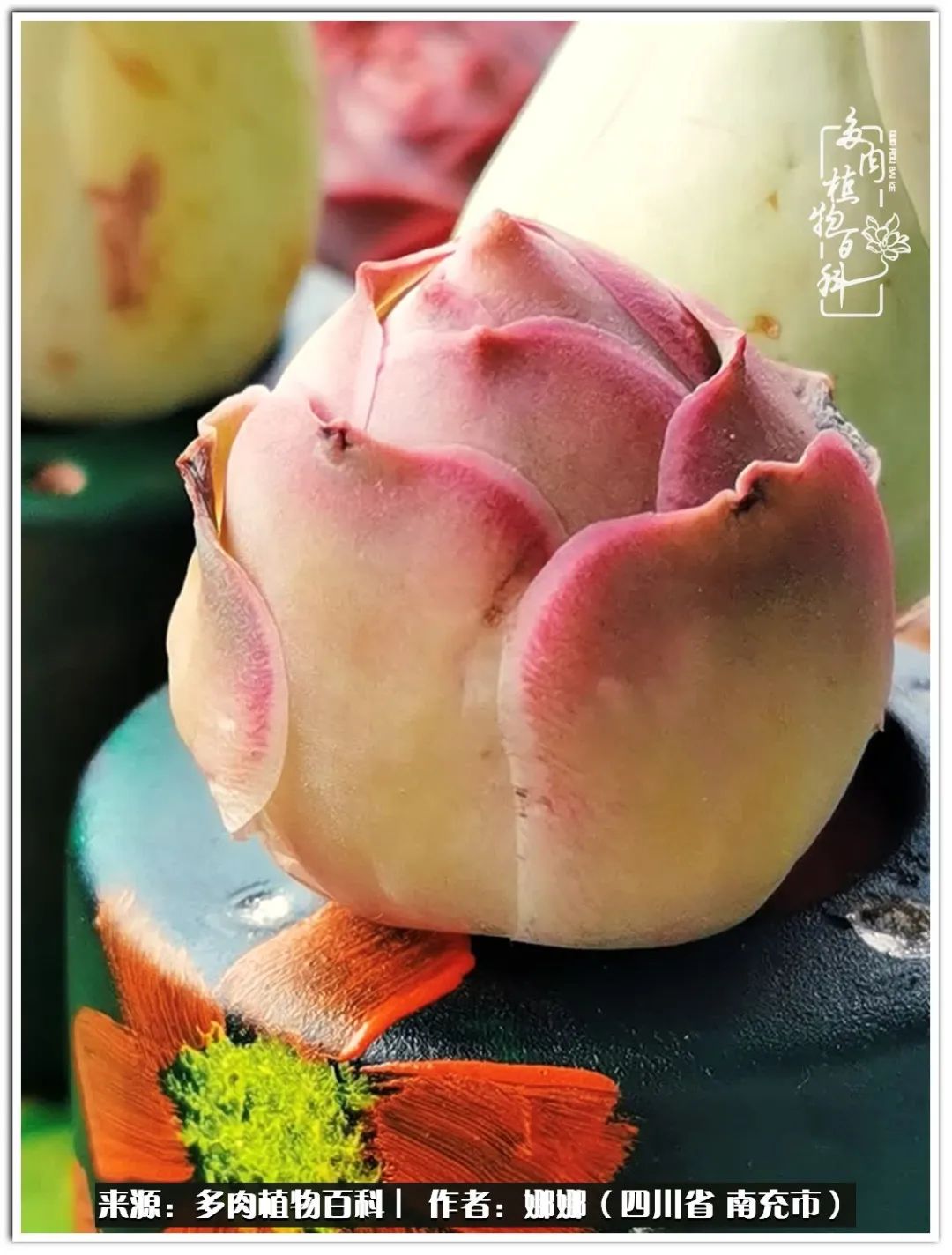 带刺的玫瑰阳台多肉,开花的玫瑰多肉