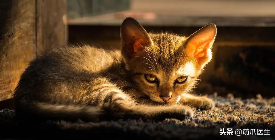 有的猫身体很软有的猫就硬,有的猫就是天生的坏种