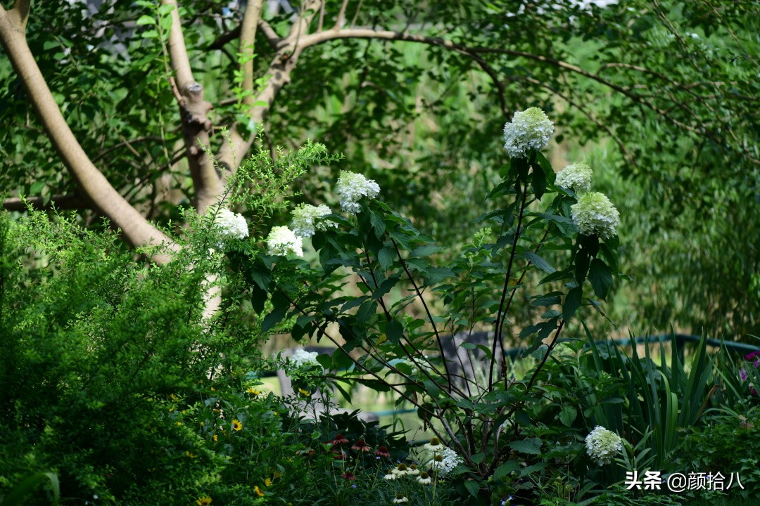 看到你的花园那么惨，我就安心了|园丁