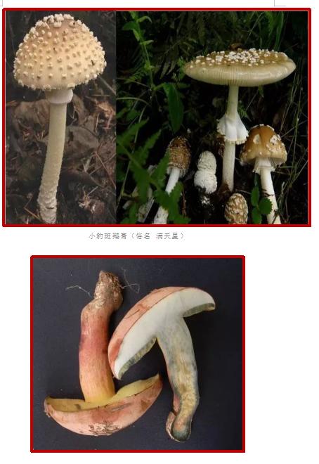 爱的魔力转圈圈蘑菇头,爱的魔力转圈圈彩虹伞