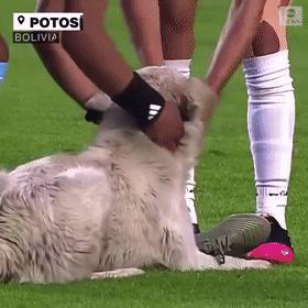 狗子突然冲进足球场，霸占足球中断比赛，但结局很可爱！