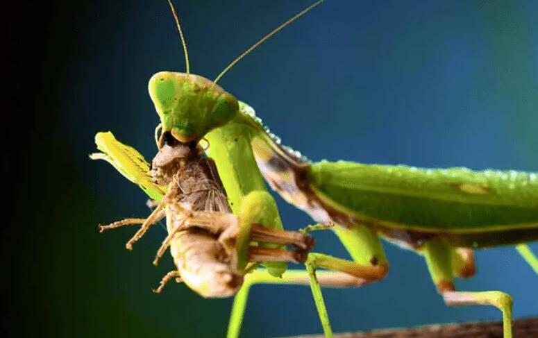 世界十大最凶残的昆虫,最强大最残暴的昆虫