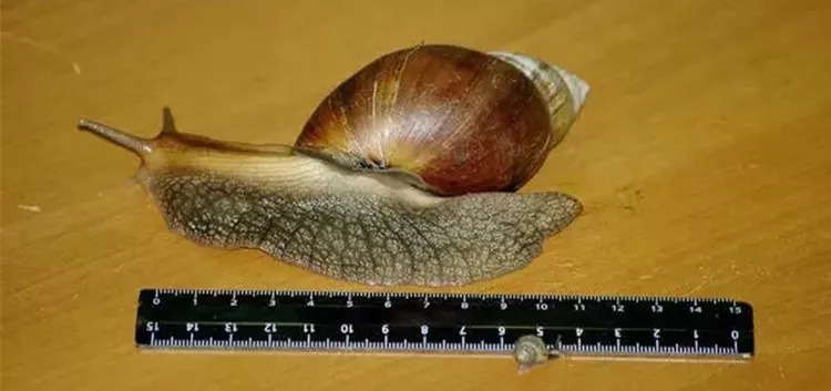 非洲大蜗牛入侵美国，每年可产5窝，花费数百万美元没法治理
