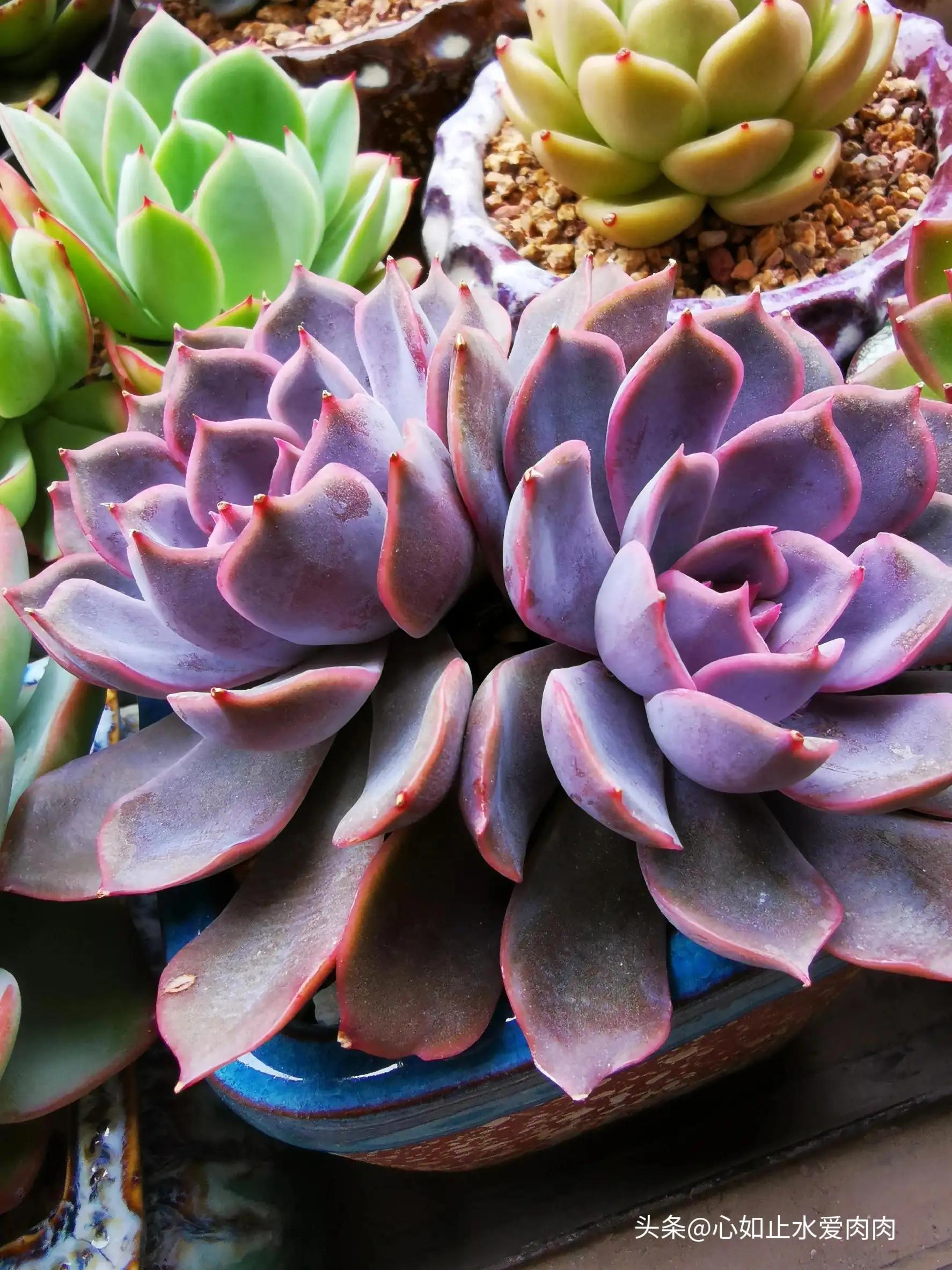 紫色是高级的浪漫,紫色是浪漫的最高级色调