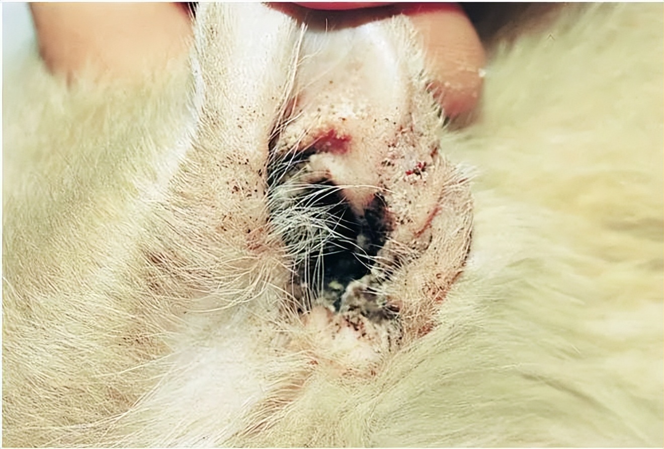 猫中耳炎会引起头颤抖吗,猫咪歪头中耳炎在家里治疗