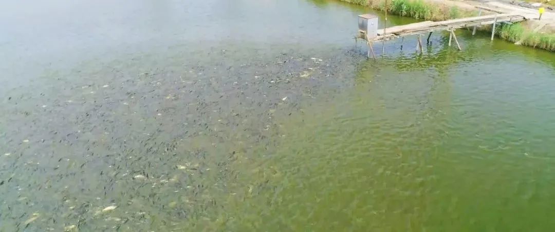 鱼塘水质ph值的高低怎么测,鱼塘亚盐和氨氮怎样才能保持平衡