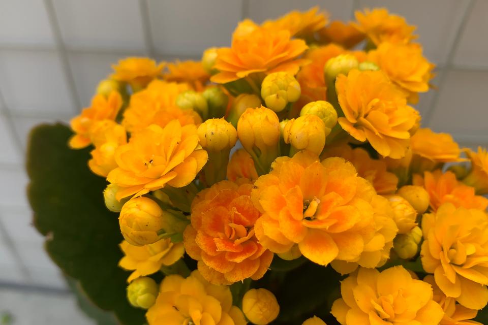 黄色重瓣长寿花的品种,金色长寿花