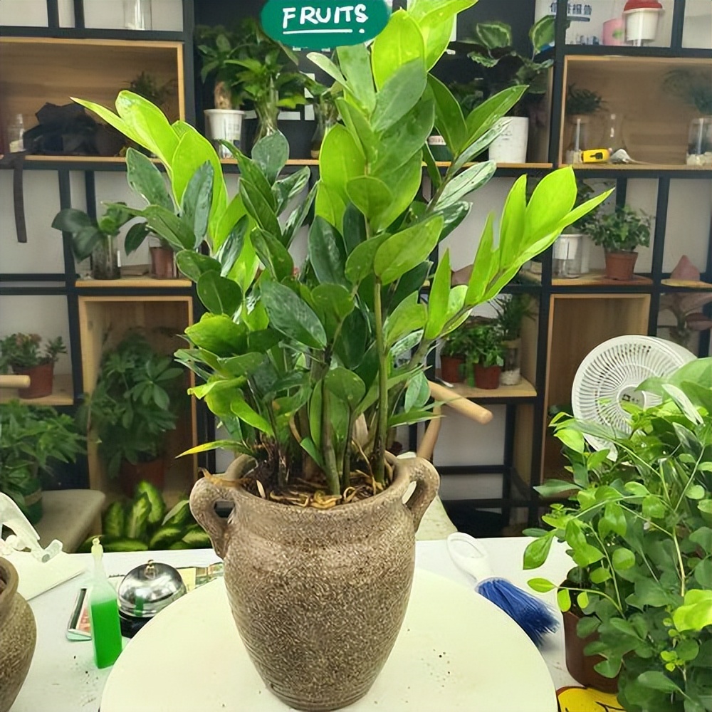 家里光线差就养这几种花,什么花散射光就可以养好