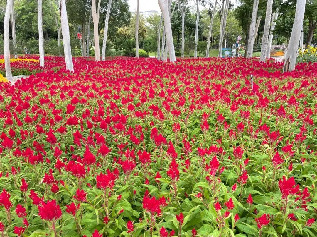 2019年厦门秋游,厦门高中秋游