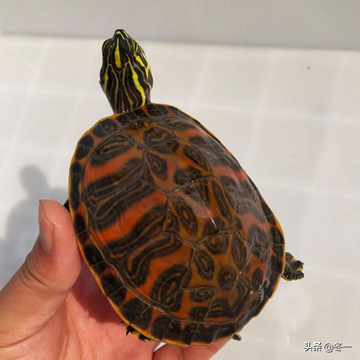 新手养龟的基本知识,入门养龟用什么龟缸