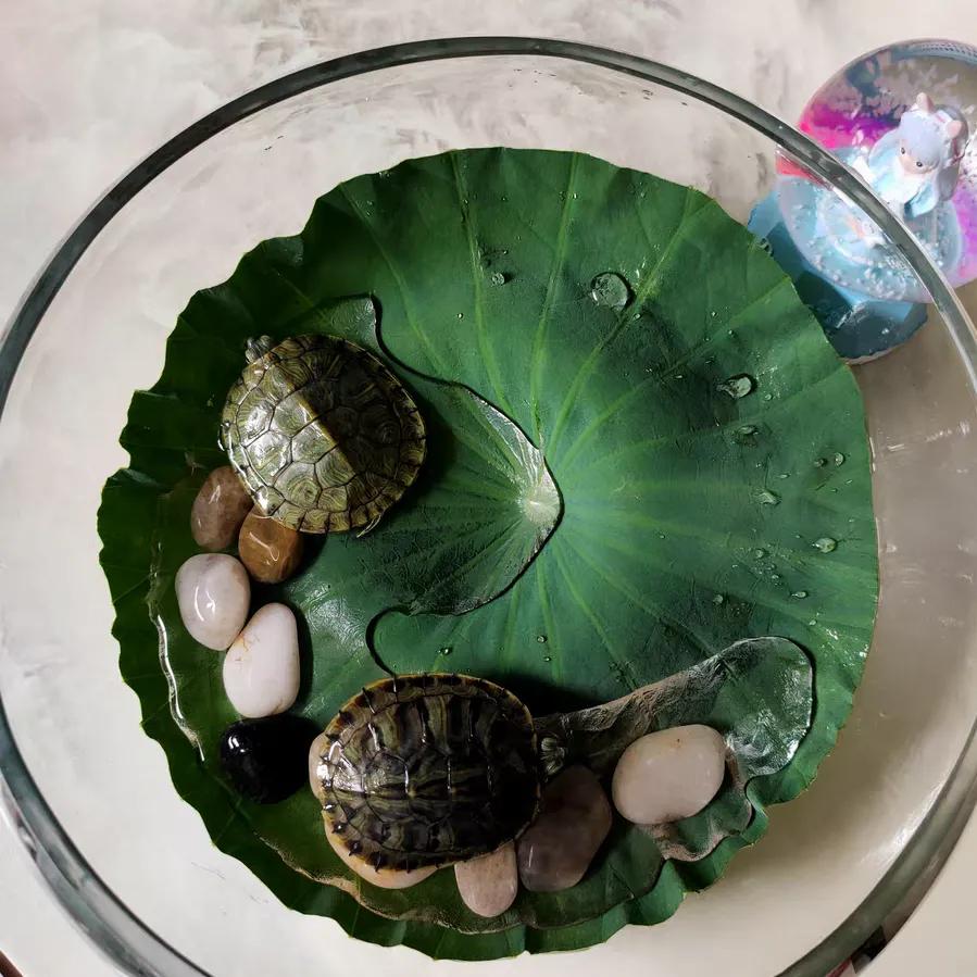 巴西龟密西西比红耳龟,十大智商最高的龟巴西红耳龟