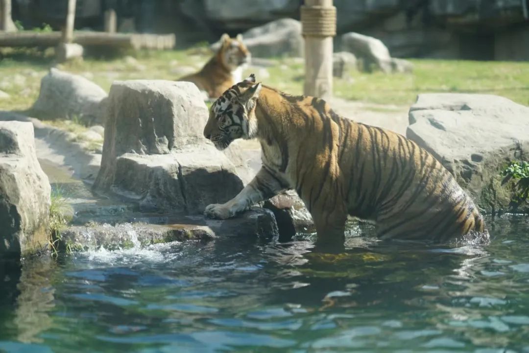 一月份去上海野生动物园和海洋馆,十一带大家去上海野生动物园玩