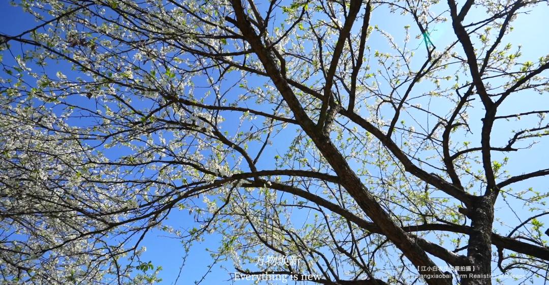 iChongqing丨春日里的乡村美出“国际范”！