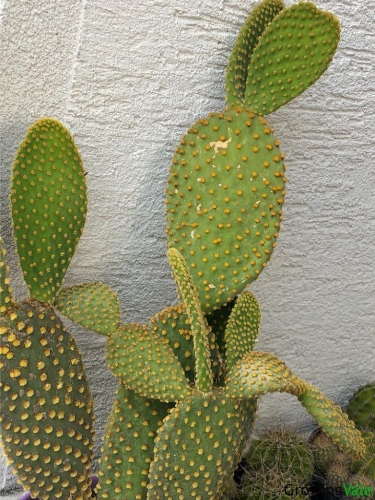 各种仙人掌的种植,仙人掌是扦插好还是带根种植好