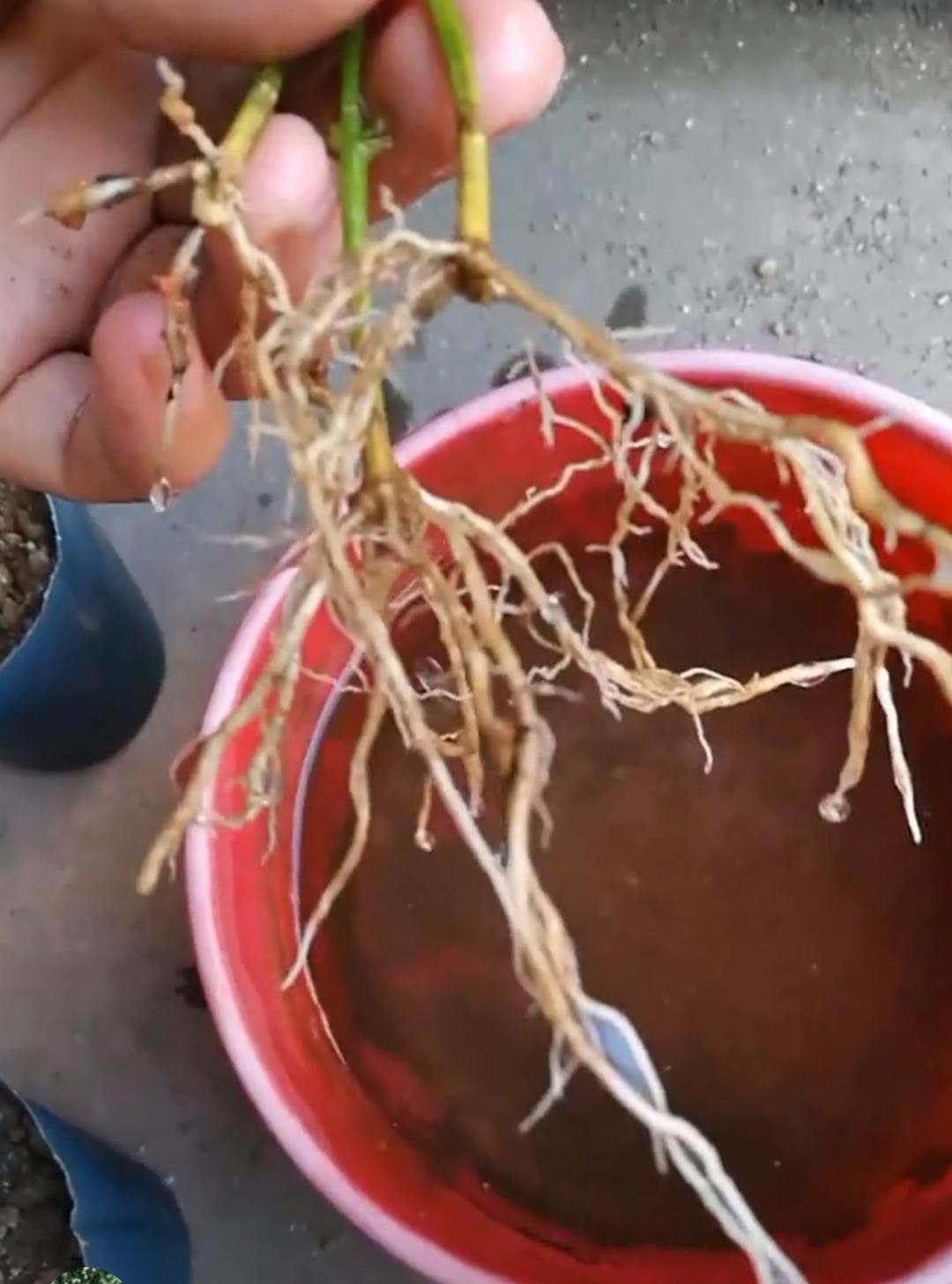 厨房里的养花神器,厨房适合养花的肥料