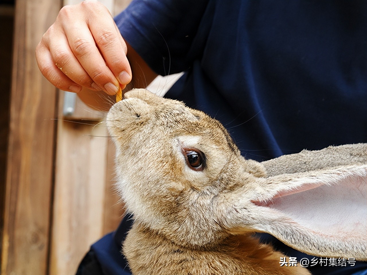 关西六甲山牧场在哪里,六甲山牧场门票多少钱