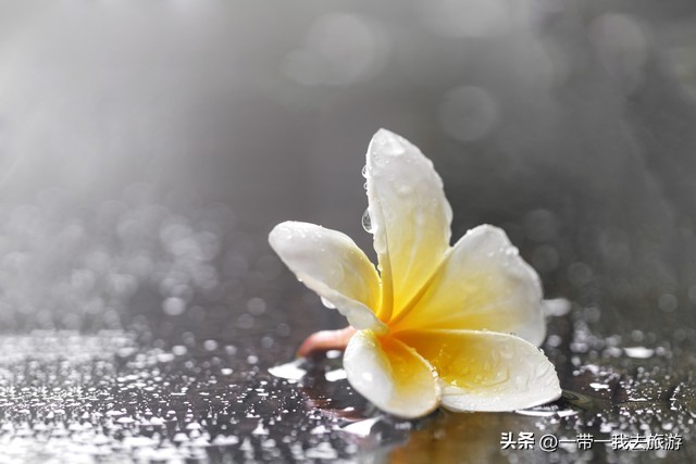 你刚好盛开我正好路过音乐,你刚好盛开我正好路过的配音