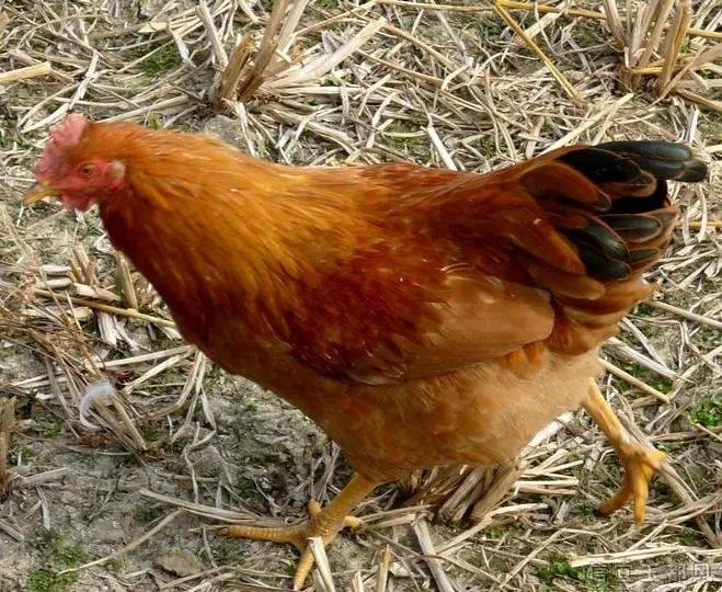 鸡内金的中药别名,鸡内金配什么中药