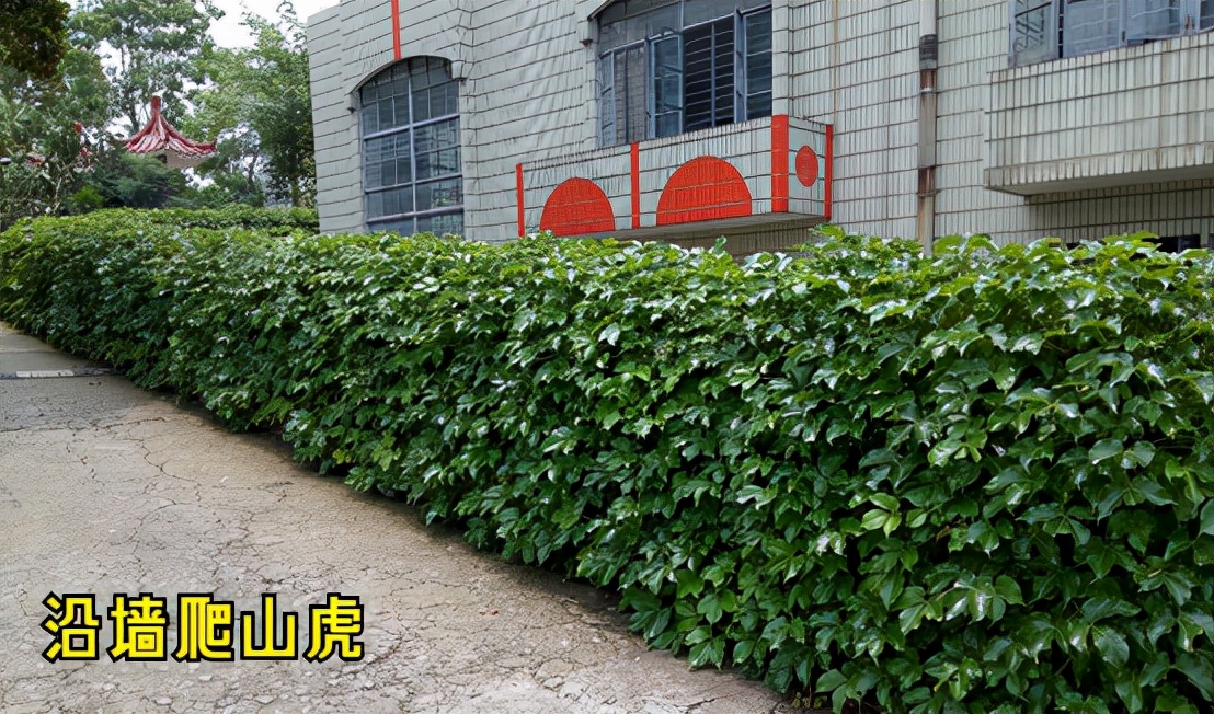 景观植物造景设计一般技法,景观植物设计园林植物造景