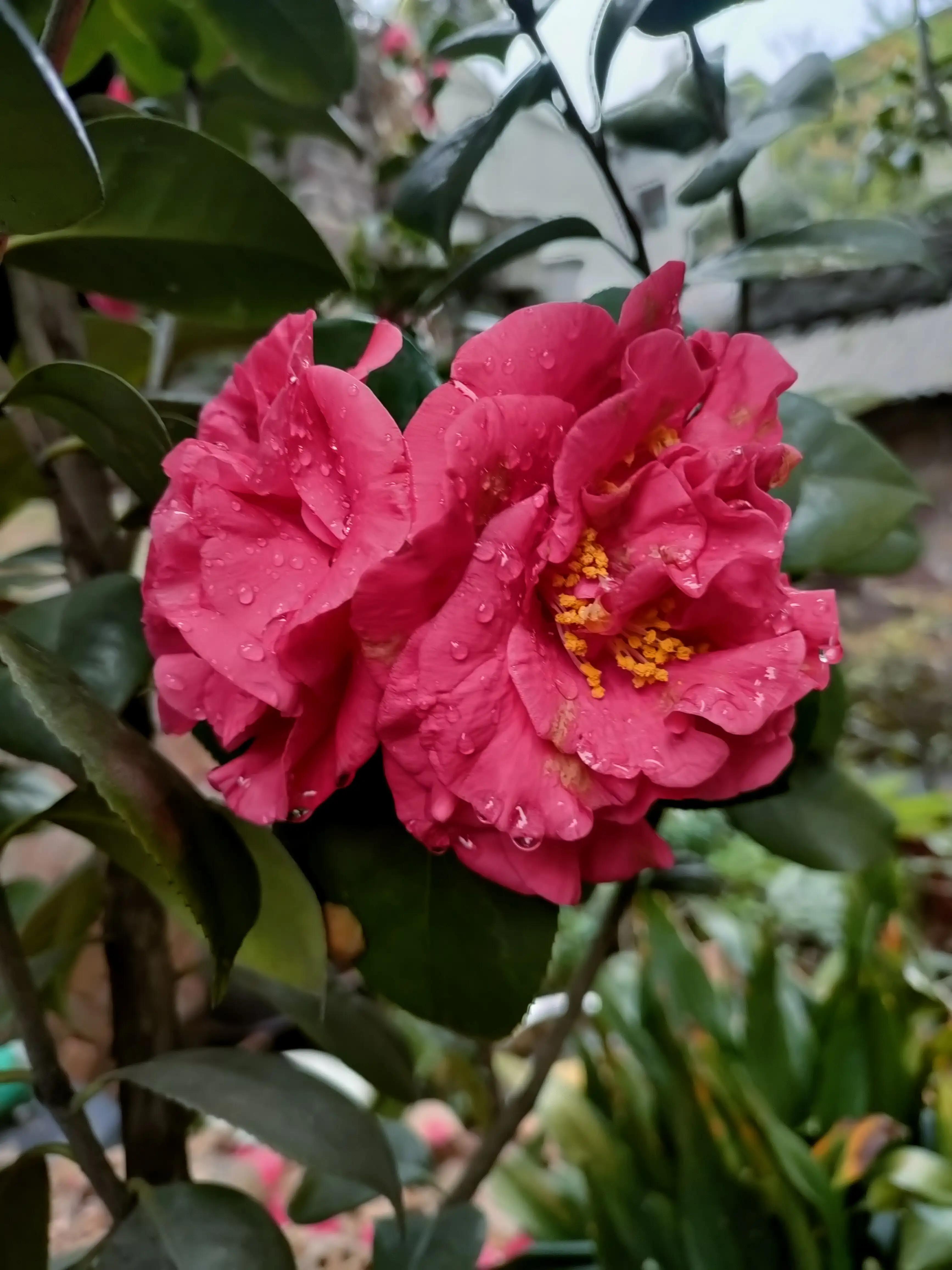 杜鹃茶花花苞蔫了是怎么回事,杜鹃茶花花苞老掉