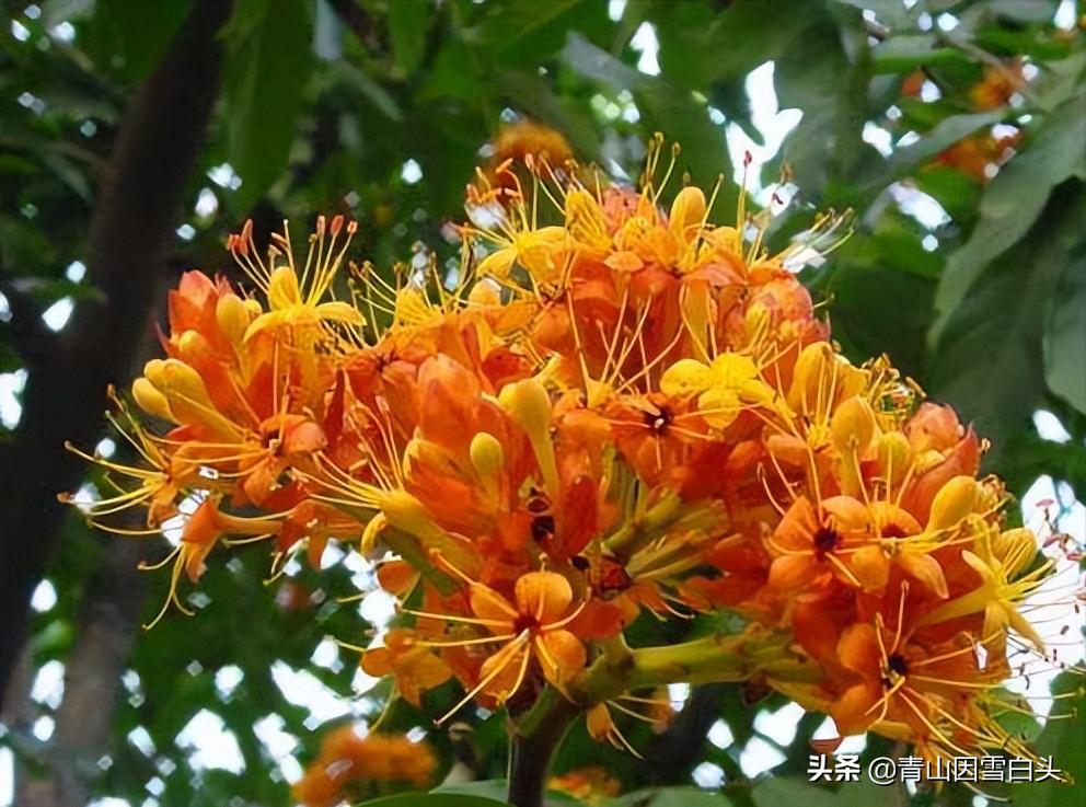 一亩桉树产值,荒山种植桉树前景