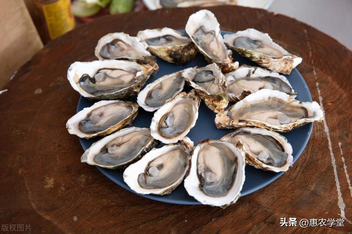 2023生蚝价格多少一斤,2024年生蚝最新价格表