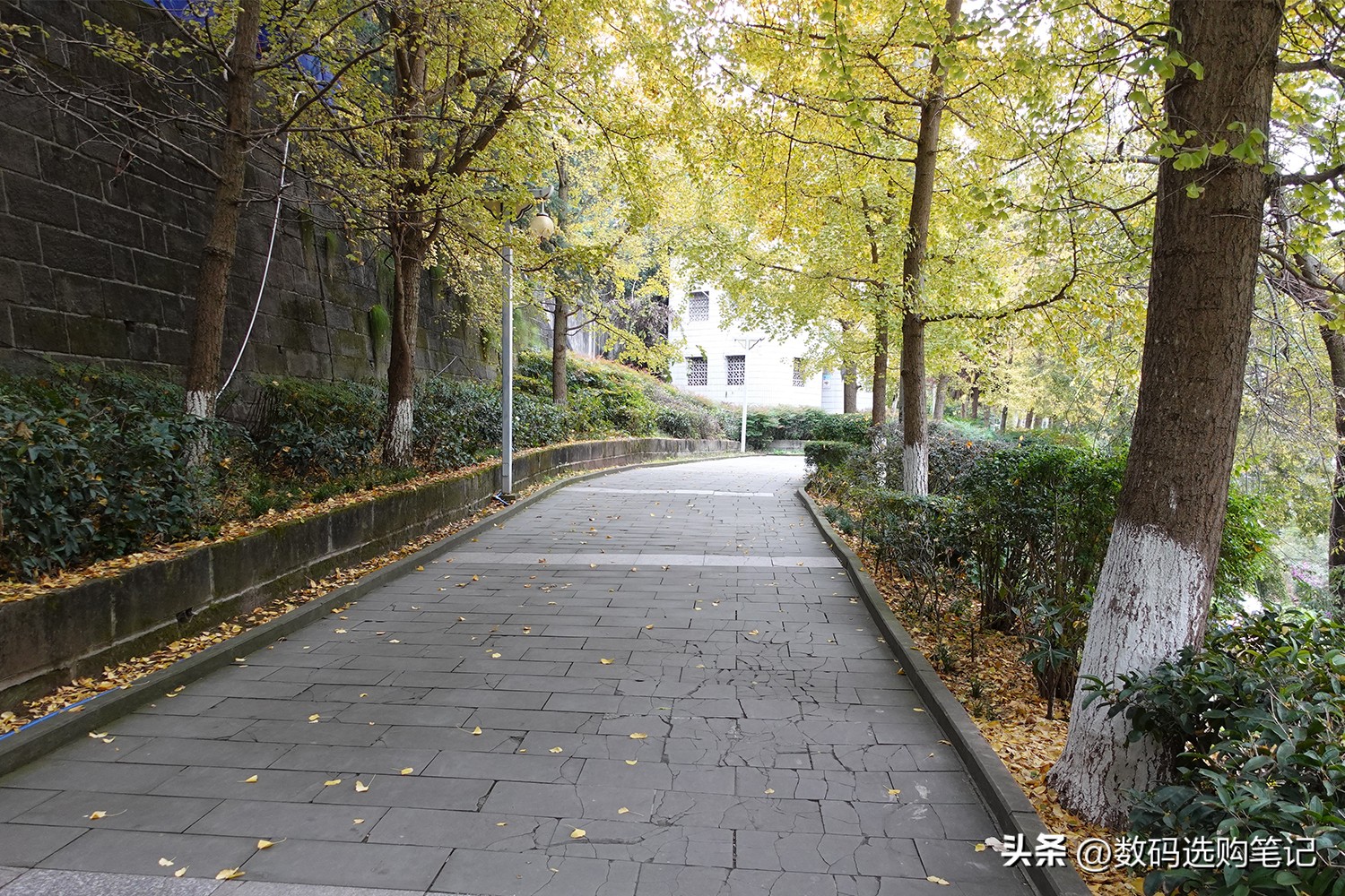 荣耀v30pro和苹果6sp哪个拍照好,华为nova5ipro跟荣耀v30pro哪个好