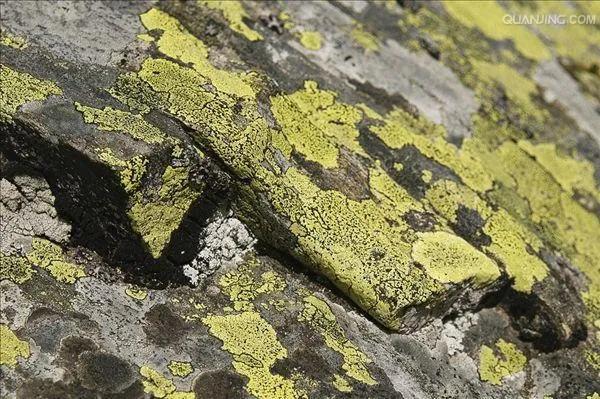 地衣植物,地衣附生植物