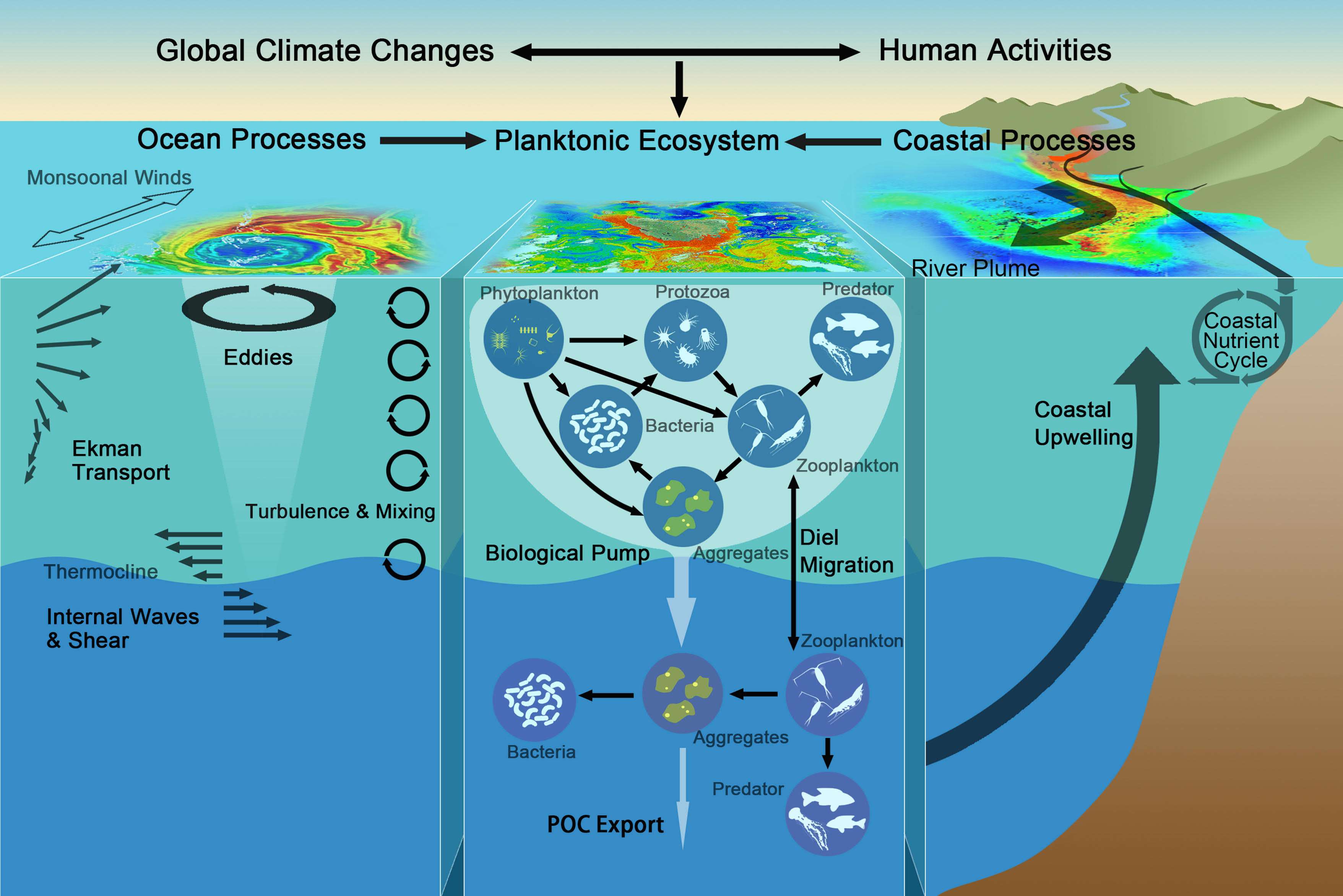 章鱼泛滥,1965年法国发生了什么