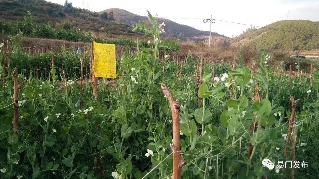 易门农业种植,易门豌豆种子