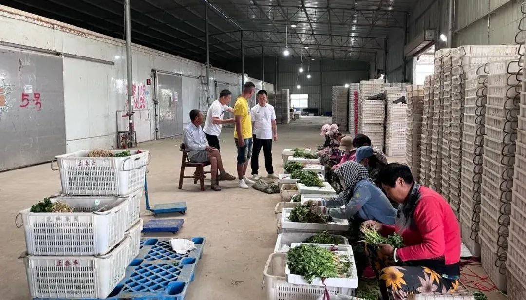 宁夏小伙种300亩蔬菜年收600万,承包300亩地种菜一年利润