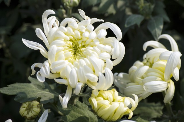 大姨妈来了能肛检吗,大姨