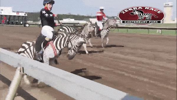 斑马也是马,斑马也是马为什么没人骑呢