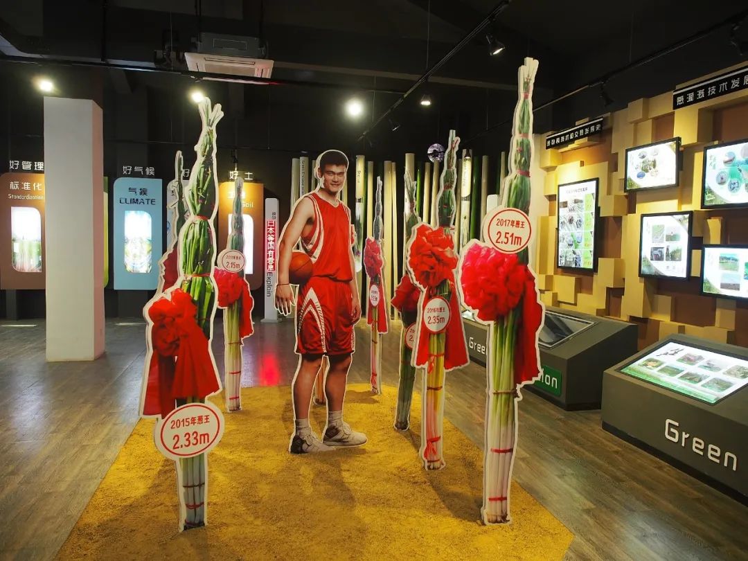 为什么叫山东大葱,为什么大葱用葱白不用葱绿