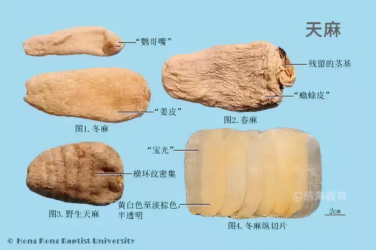 每天学习一味中药僵蚕,每日讲解一味中药天麻