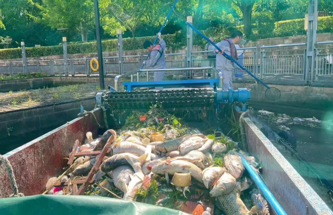 那些胡乱放生的人,那些放生的人都怎么想的