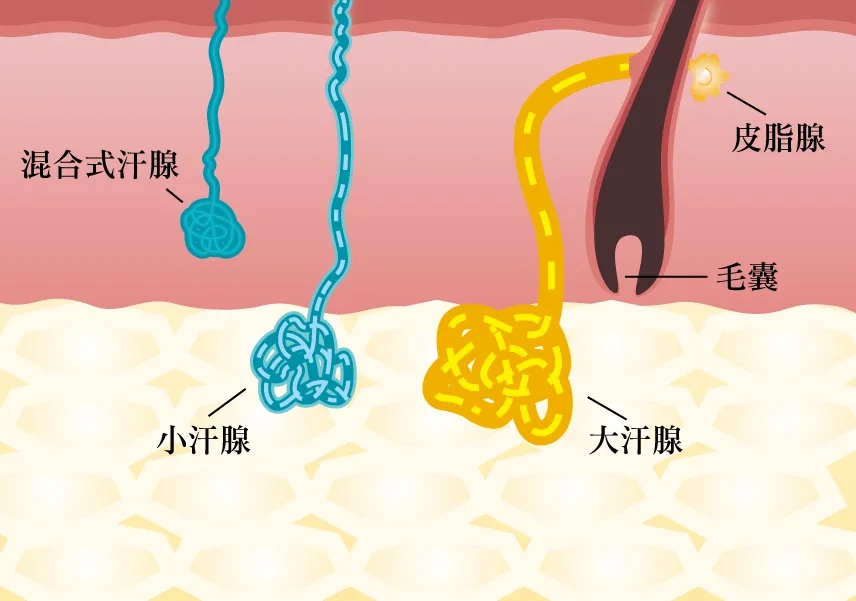父母有狐臭孩子患病概率,父母都有狐臭影响孩子基因吗