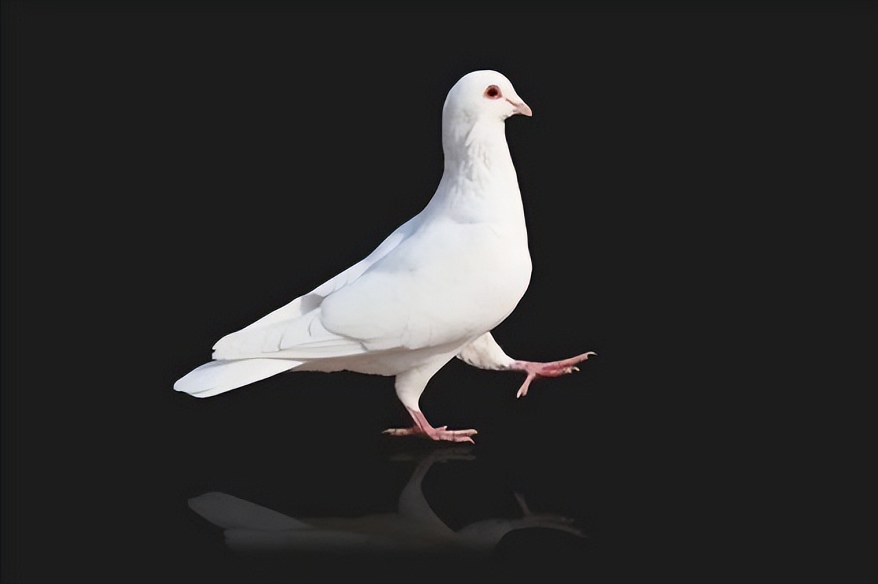 什么鸡头防抖效果最好,鸡头为何有防抖功能