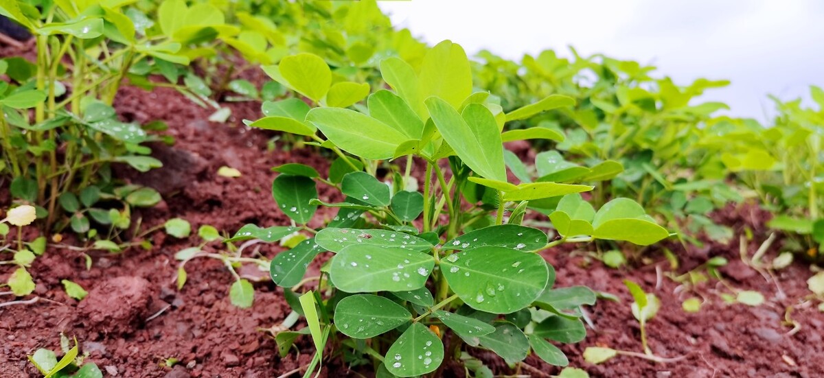 根施和喷施有什么区别,肥料是灌根好还是喷叶面好